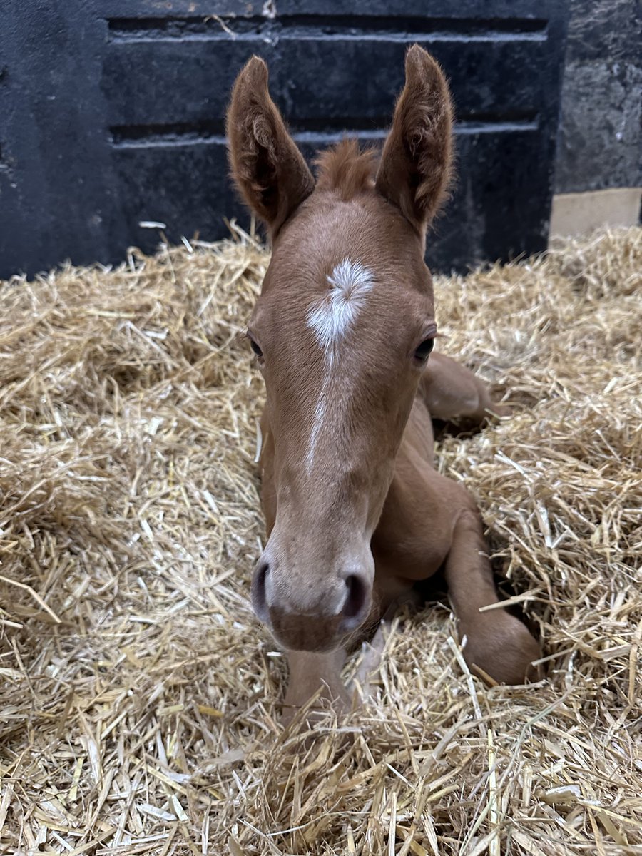 IrishNatStud's tweet photo. Student Blog from Raph McCall 🇬🇧 and Sarahjane O’ Byrne 🇮🇪
'Week 11 here for me saw me return to the foaling unit, which is one of the most interesting rotations and always good fun.'
https://t.co/7hLmXKPJbk https://t.co/zmMU3nnO0A