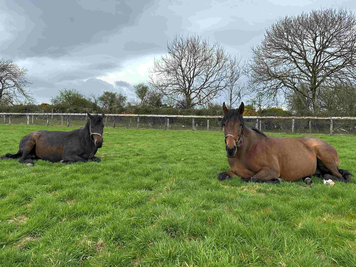 IrishNatStud's tweet photo. Student Blog from Raph McCall 🇬🇧 and Sarahjane O’ Byrne 🇮🇪
'Week 11 here for me saw me return to the foaling unit, which is one of the most interesting rotations and always good fun.'
https://t.co/7hLmXKPJbk https://t.co/zmMU3nnO0A