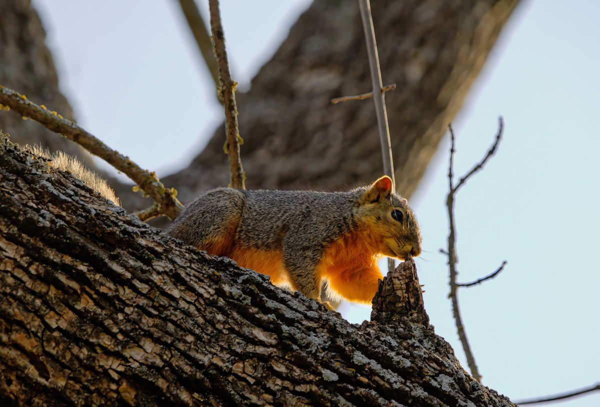 Chrisbristow84's tweet photo. This fox squirrel was sniffing a stump on the tree he was in for a few minutes I wonder what was so important about it.
#Foxsquirrel
#wildlifephotography
#naturephotography
#NatureWonders
📷 Canon r7
Lens Sigma 150-600mm https://t.co/M6kEB3Zkwc