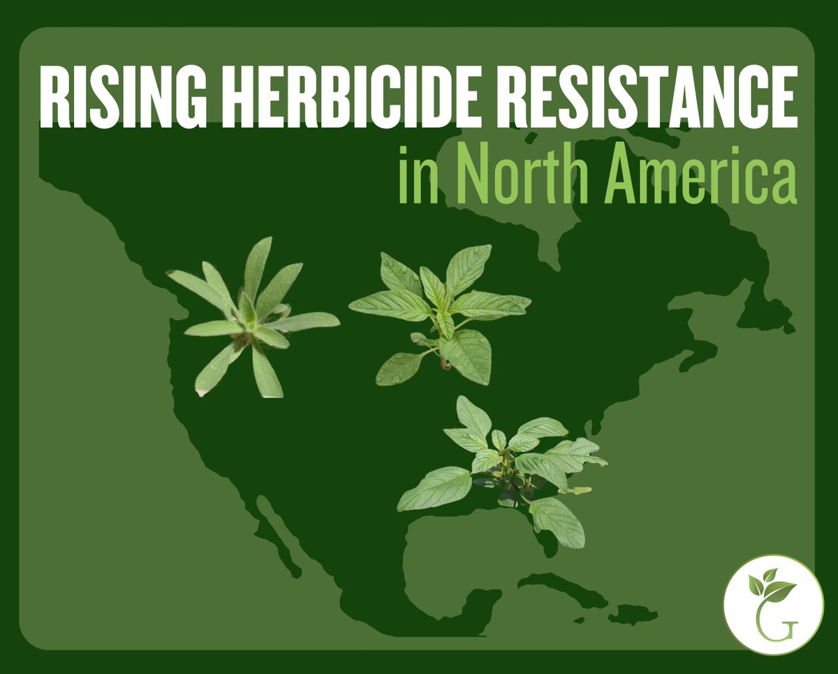 “If we look for it, we find it.” That's the common theme for weed scientists throughout North America, who do surveys for herbicide resistance in their regions.

No state, weed, or cropping system is immune!

Read more here: growiwm.org/rising-herbici…

#agriculture #farming #farmers