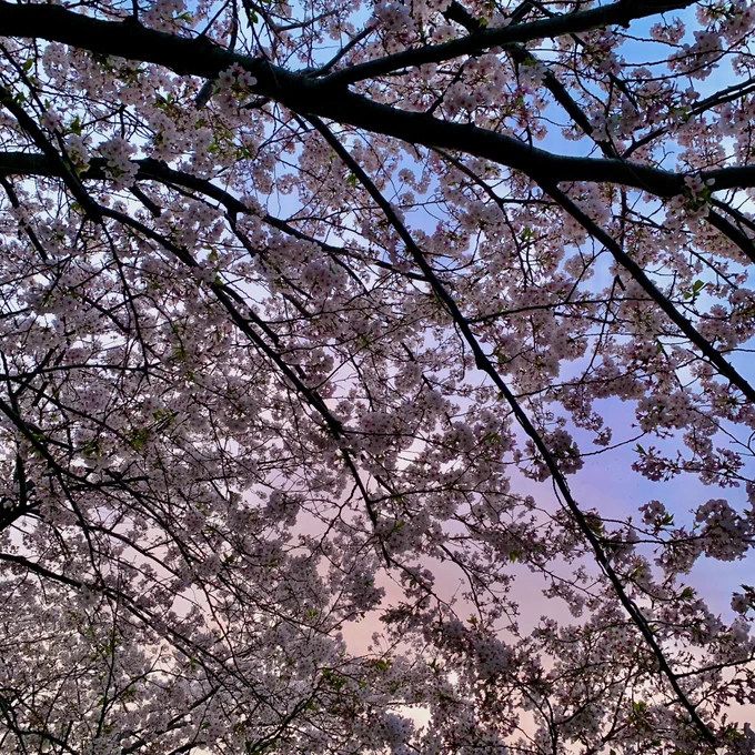 桜! 