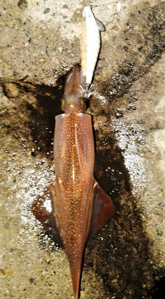 ushiohaorenomus's tweet photo. イカ釣り行って来ました。
ケンサキとヤリイカ好調で風呂も入らず日付が変わるまでずっとやってました。
スッテからのフラッシュブースト、締めはオンブ。
毎回こうだったらいい��になと(笑)
まぁ釣れない時があるから釣りは楽しいんですけどね!
#KEYSTONE
#SHIMANO
#HARIMITSU
#富山 https://t.co/MYHyymLG9r