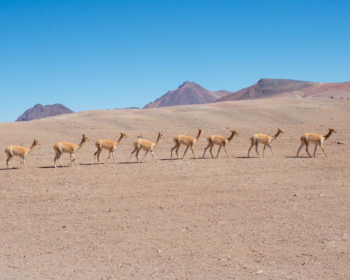 ALMA Observatory📡 (@almaobs) on Twitter photo 🦙✌️VIP traffic in the desert!🚦
All we know is they're in a row for a cosmic meeting ✨😱
Vicuñas passing near the array of our 66 antennas.
📷: <a href="/_ansack/">Sergio Otarola</a> , ALMA Photo-ambassador. 🦙✌️VIP traffic in the desert!🚦
All we know is they're in a row for a cosmic meeting ✨😱
Vicuñas passing near the array of our 66 antennas.
📷: <a href="/_ansack/">Sergio Otarola</a> , ALMA Photo-ambassador.