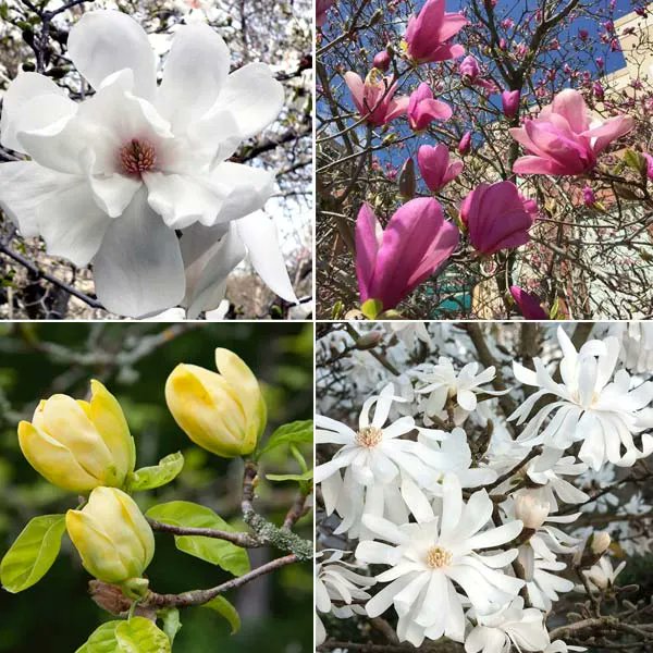 Pasquesis's tweet photo. Magnolia flower power! Time to plant one of your favorites... in our greenhouse now. https://t.co/RqJx53LC35 #magnolia #trees #flowers #spring #favorite https://t.co/OeEMBdThbh