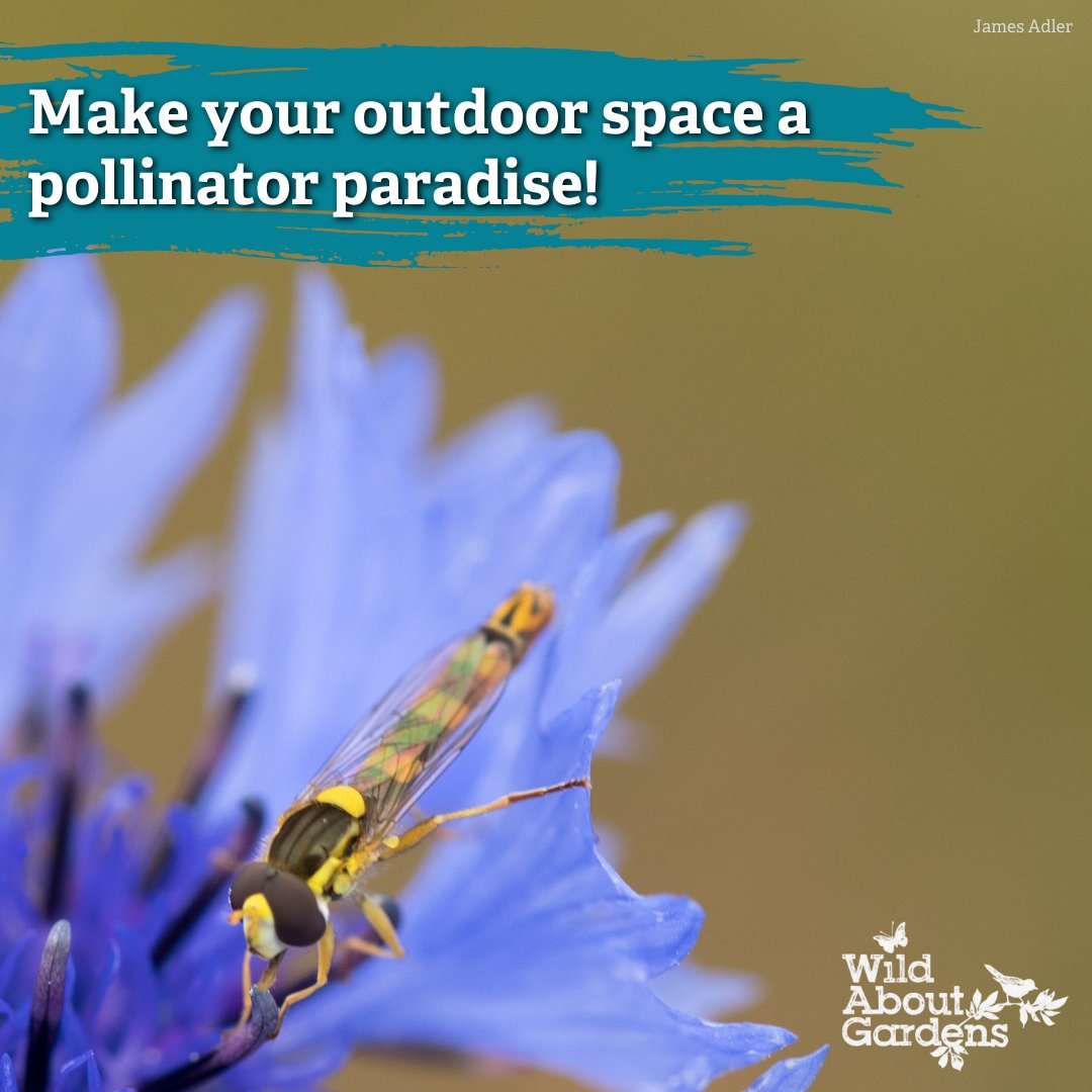 WildlifeTrusts's tweet photo. From tiny eggs to mighty pollinators! 🐛➡️🦋 Hoverflies undergo a four-stage transformation: egg, larva, pupa, and adult. Some larvae even help control the number of aphids!

Learn more about these buzzworthy heroes: https://t.co/AxbyHZ90jr
#HoverflyHeroes #WildAboutGardens https://t.co/8oAYmQ70SU