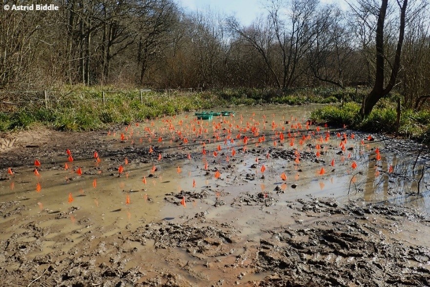 Herts & Middlesex Wildlife Trust tweet media