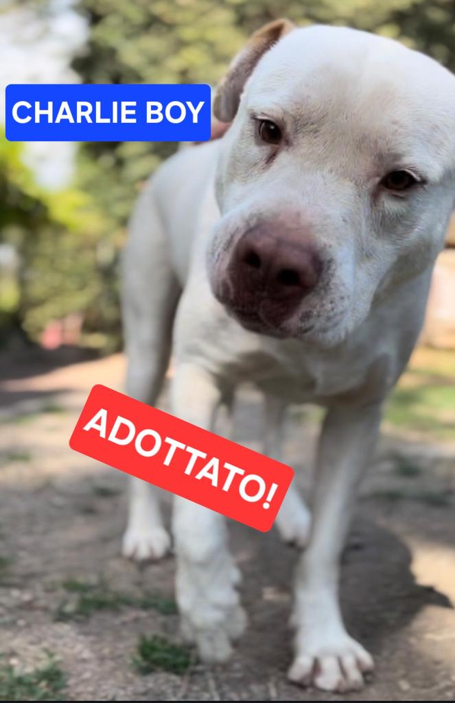 volaurentina's tweet image. Quarta bella notizia.
Anche per Charlie Boy è arrivato il momento di dire addio al canile, adottato da una bellissima famiglia.
Guardate nel video come è finalmente felice, libero di correre sulla spiaggia.
Grazie a chi lo ha preso con sé e grazie a voi per le condivisioni.