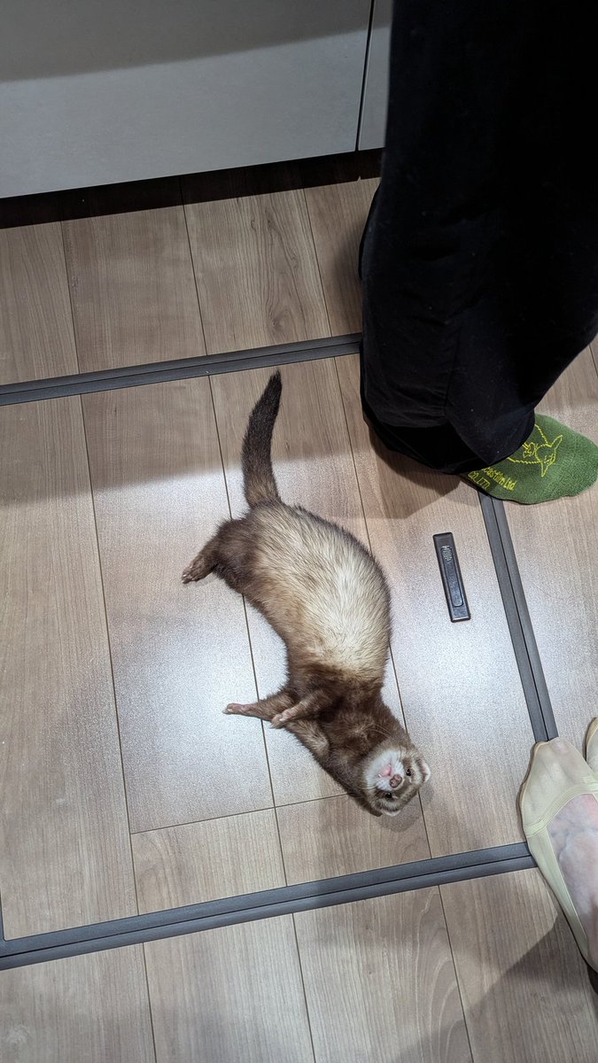 Netherlands0523's tweet image. 誰かこの子をどうにかしてくだソイ😇
