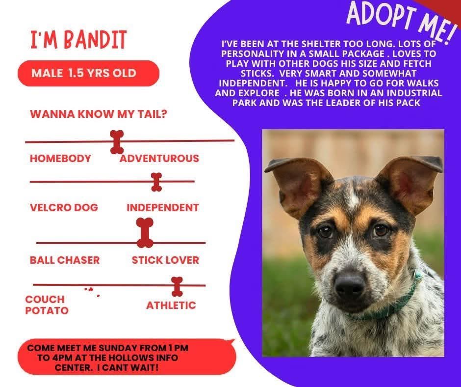 This little guy has never had a home or family. He's grown up in the shelter.  He would be great in a home with another playful small to medium dog to show him the way.  He is shy with new people , but will warm up with some treats. He will need a secure yard and patient owner.