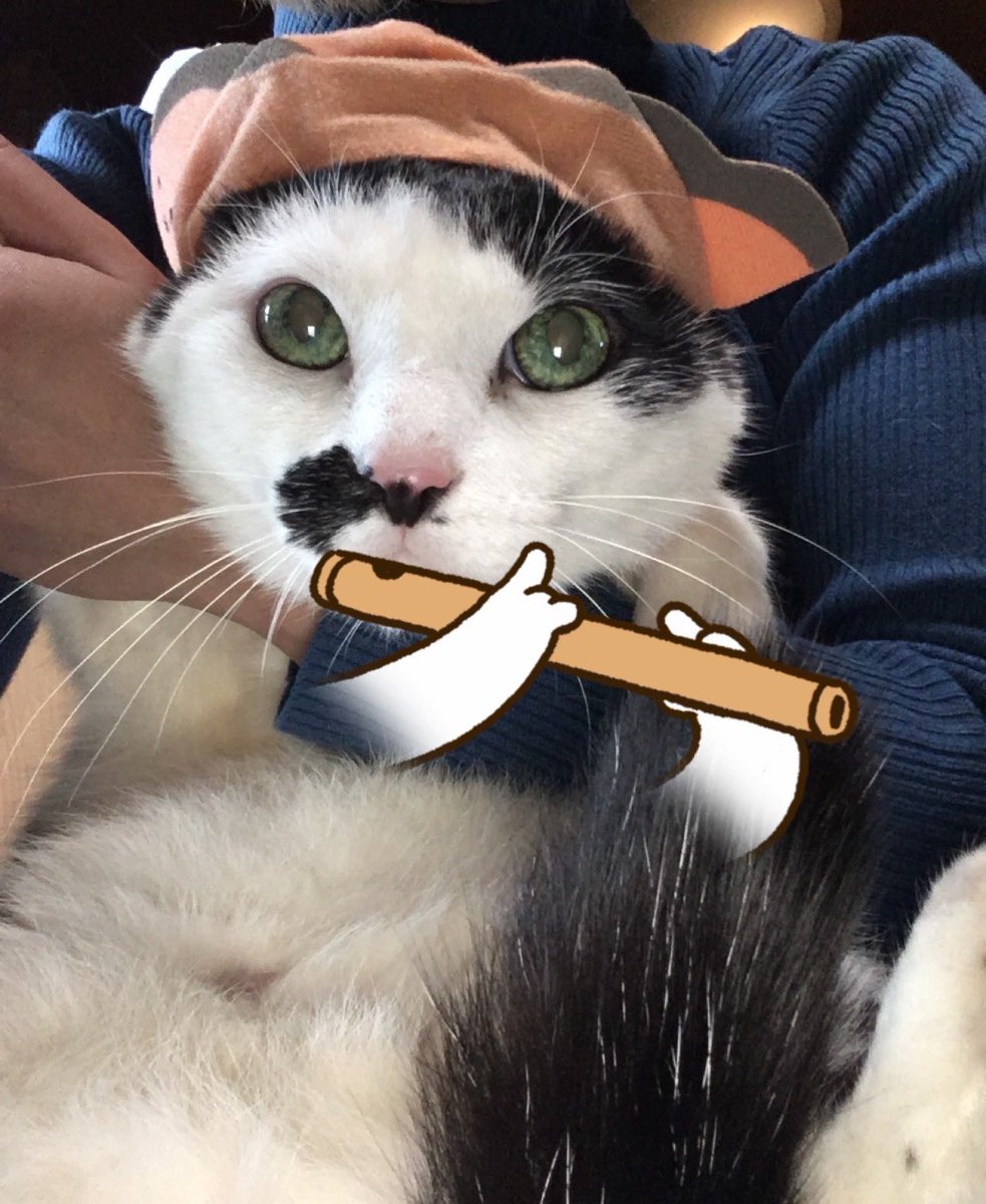 Kaayade21's tweet photo. 初七日を迎えました🪽

#愛猫 #家族 #愛してる https://t.co/0vWSKraPEe