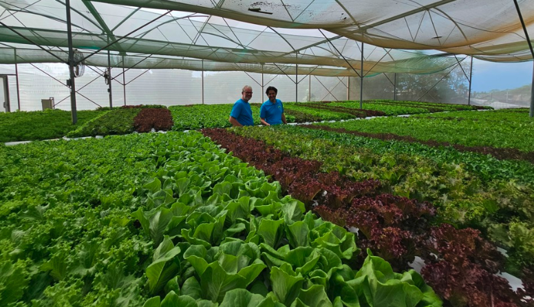 Joe Swartz (@hydroconsultant) on Twitter photo "You can't grow quality lettuce in hot climates."
I've heard that for years.
I disagree.
"Higher Tech" is not always "better tech." Choose wisely.
#CEADoneRight!
See what some of our amazing growers are doing around the globe: AmHydro.com
<a href="/AmHydro/">American Hydroponics</a> "You can't grow quality lettuce in hot climates."
I've heard that for years.
I disagree.
"Higher Tech" is not always "better tech." Choose wisely.
#CEADoneRight!
See what some of our amazing growers are doing around the globe: AmHydro.com
<a href="/AmHydro/">American Hydroponics</a>