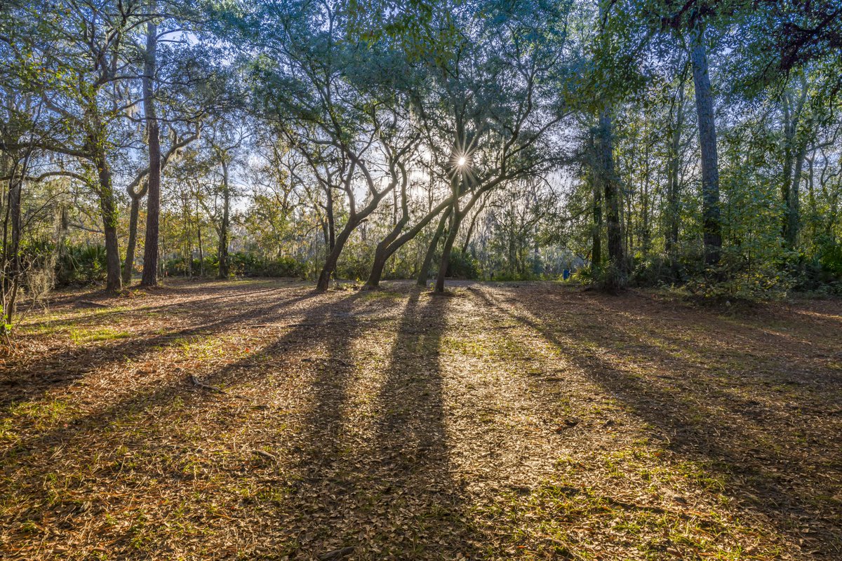 ScenicJax's tweet image. Today, City Council votes on bill 2025-102, which will grow @CityofJax tree canopy more quickly & thoughtfully, by allowing the hiring of additional pros to plan, plant, & maintain trees. Best part? Funding is already there🌳
Read our statement & details
scenicjax.org/scenic-jax-sup…