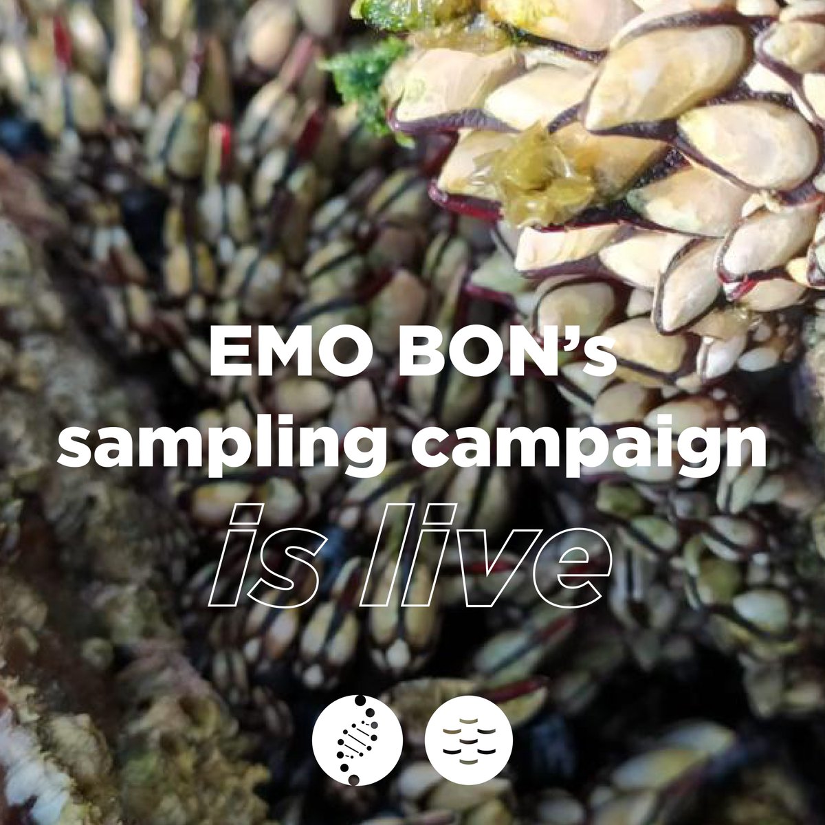 EMBRC_EU's tweet photo. #OceanObservation I 👉 EMO BON’s latest #SamplingCampaign is now live
Scientists from EMBRC sites across Europe will sample

➡️ Water column 
➡️ Soft sediment (microorganisms, meiobenthos, macrobenthos)
➡️ Hard Substrate

🔗 More info: https://t.co/ysgd8ohFyd https://t.co/n6PPYwuyBv