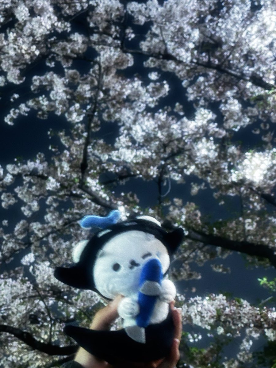 rui77_mook's tweet photo. plocansan’s sakura tour
#ยัยซัง #Polcasan #เตนิว https://t.co/SDVOPqEGti