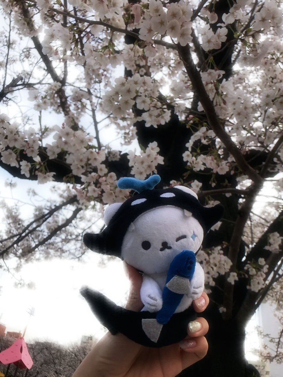 rui77_mook's tweet photo. plocansan’s sakura tour
#ยัยซัง #Polcasan #เตนิว https://t.co/SDVOPqEGti