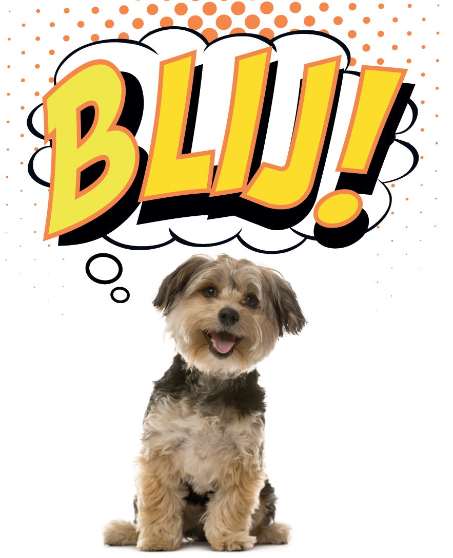 En nu is het echt officieel: de Tweede Kamer heeft zojuist vóór een landelijk vuurwerkverbod gestemd! 🥳 Een grote overwinning voor honden en andere doodsbange dieren. En uiteraard ook voor hulpverleners, politie en alle bezorgde inwoners van Nederland.