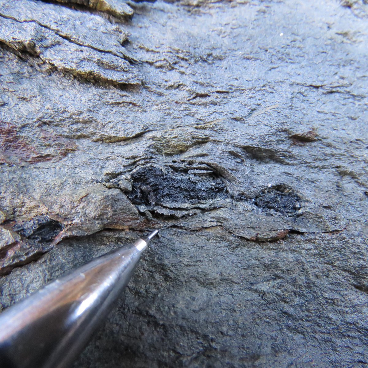 nysmuseum's tweet photo. 🔥⚡️#ScienceTuesday: Long before humans, lightning sparked wildfires in Earth’s first forests. Devonian-era NY had a monsoonal climate—dry spells ended with storms where rain vanished but lightning ignited blazes. Fossil charcoal in Catskill rocks proves it.
#NYSMresearch https://t.co/3epqETP8qU