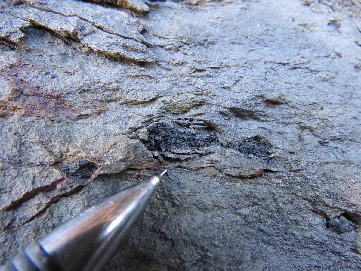 nysmuseum's tweet photo. 🔥⚡️#ScienceTuesday: Long before humans, lightning sparked wildfires in Earth’s first forests. Devonian-era NY had a monsoonal climate—dry spells ended with storms where rain vanished but lightning ignited blazes. Fossil charcoal in Catskill rocks proves it.
#NYSMresearch https://t.co/3epqETP8qU
