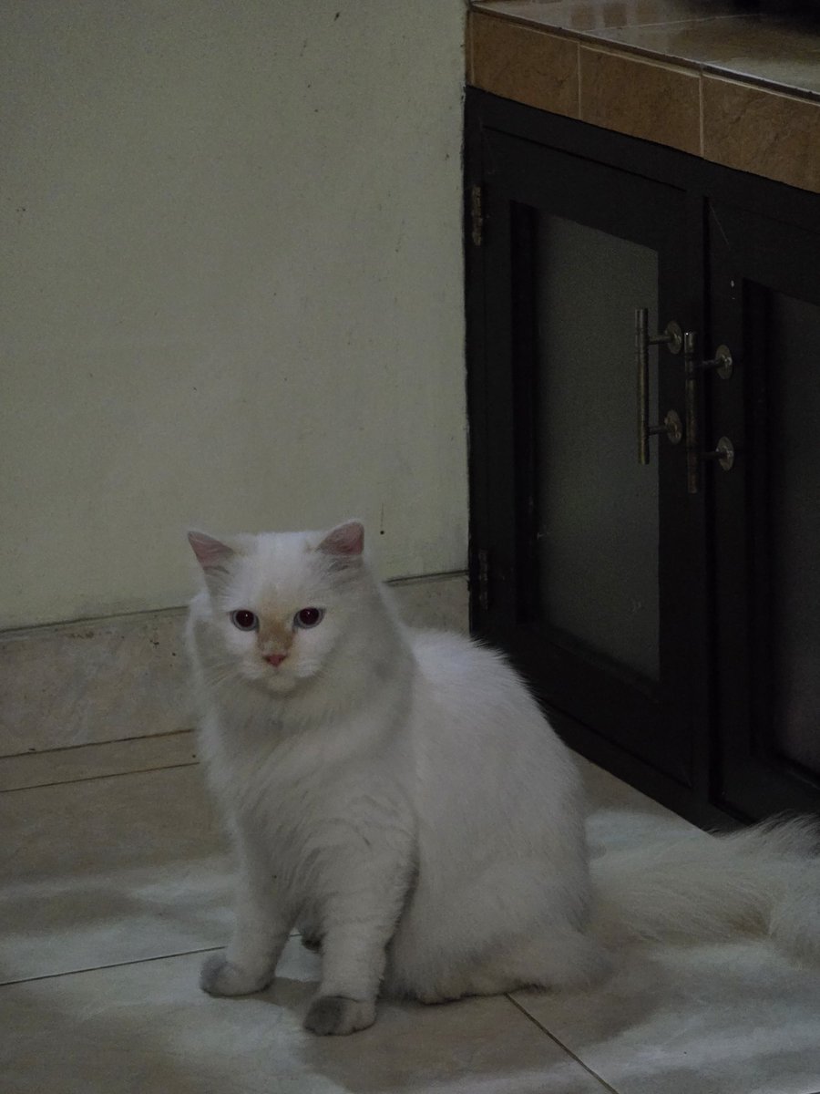 𝐍.^᪲ tweet media