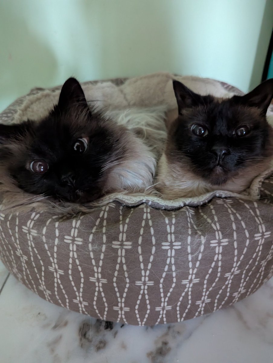 6dollarballoon's tweet photo. this bed is like just barely big enough for the 2 of them and panda still insists on squeezing in there with brutus https://t.co/oSgxpj8S8l