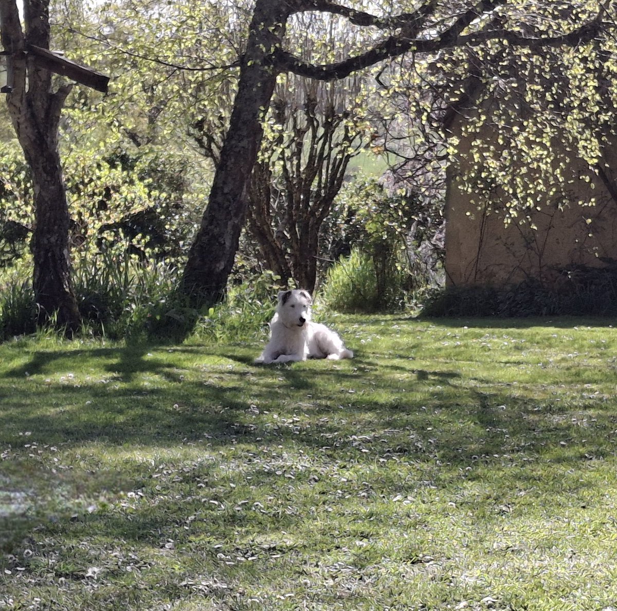 Picture of innocence 🙄. Don't be fooled,  he's been a right monkey this afternoon 💖