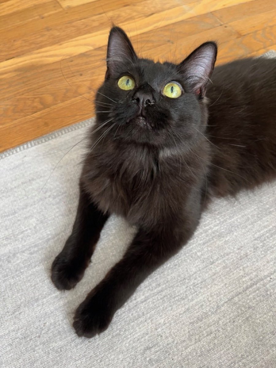 I’m Hermes, a 1-year-old boy! I love to play. It only took me a few hours in my foster home to decompress and then I was ready to get out &amp; play. I pretend I don’t like it at first, but I LOVE head/neck scritches and will lean into a good scratch.

Adopt: givemesheltersf.org/mobile/animal.…