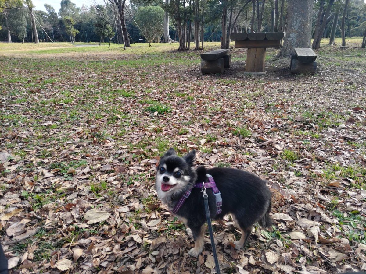 #川崎市宮前区犬蔵　から2月13日に迷子になりました。些細なことでも情報ございましたらご連絡お願いいたします。RTしてくださる方、アドバイスくださる方、捜索お手伝い頂いている方、皆様に感謝いたします。 #多摩区　#高津区　#麻生区　#中原区　#横浜市青葉区　#迷子犬　#拡散希望