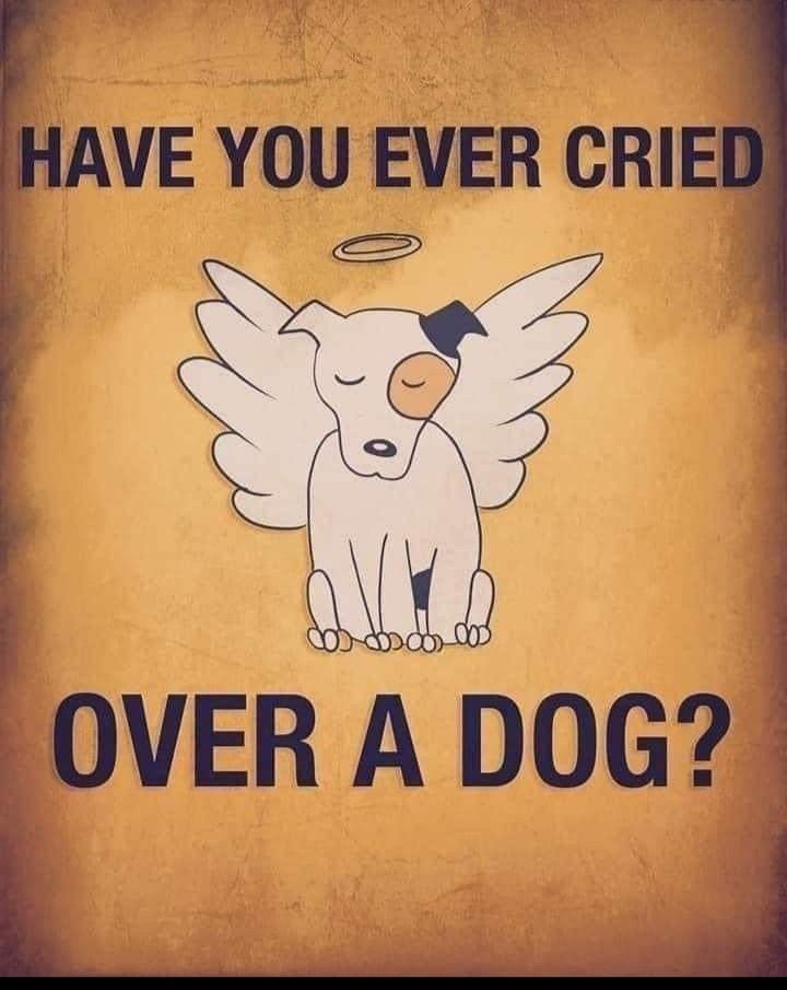 𝕏 Dogs (@_xdogs) on Twitter photo 