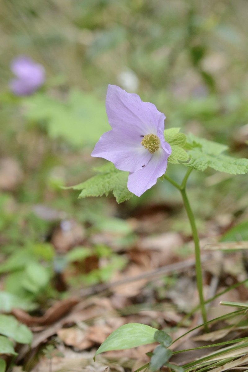 ツキ山 tweet media