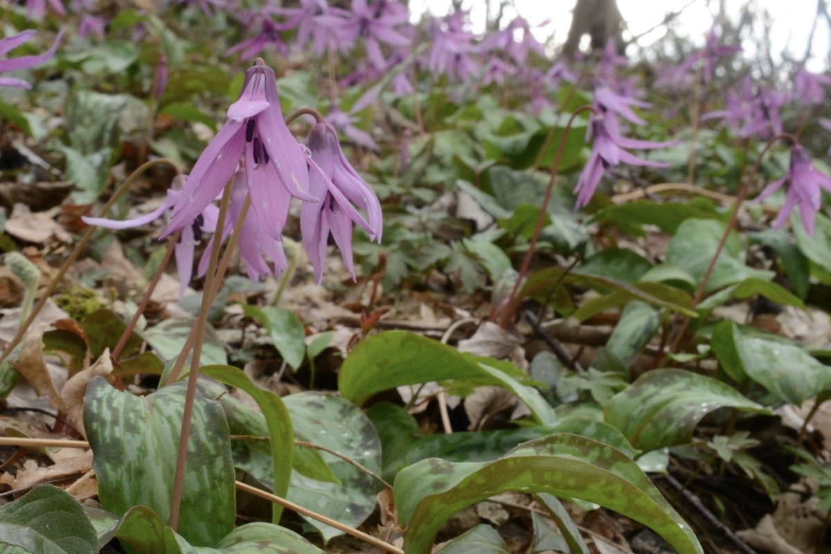 ツキ山 tweet media