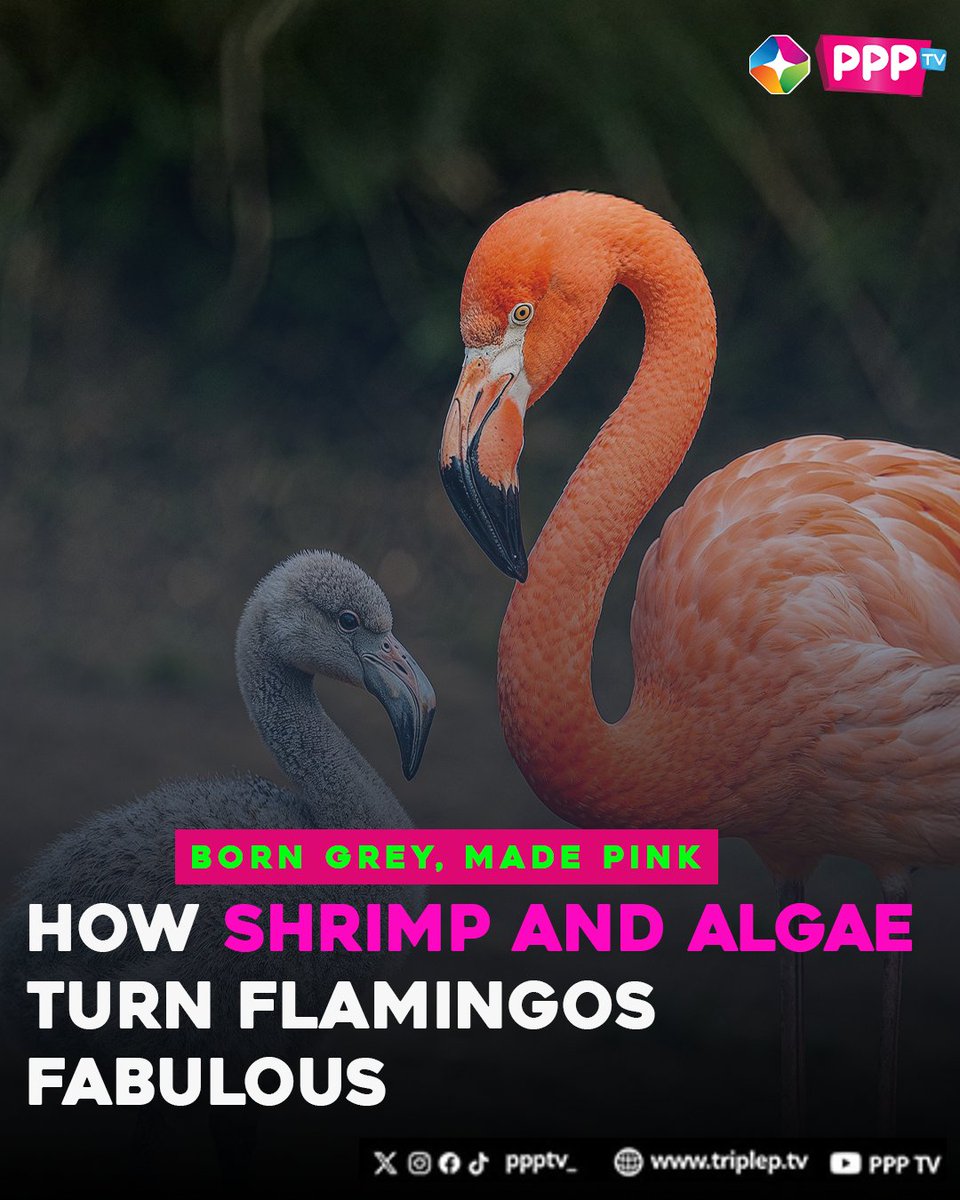 ppptv_'s tweet photo. Did you know flamingos aren't born pink?

Flamingos turn pink by eating beta-carotene-rich shrimp and algae

https://t.co/jK1OJP2Z0j / https://t.co/SMxuDx5VPM
✍: @Waffles700 
  
#ppptv #ppptvupdates #playkenyanmusic https://t.co/VwyjsprXvY