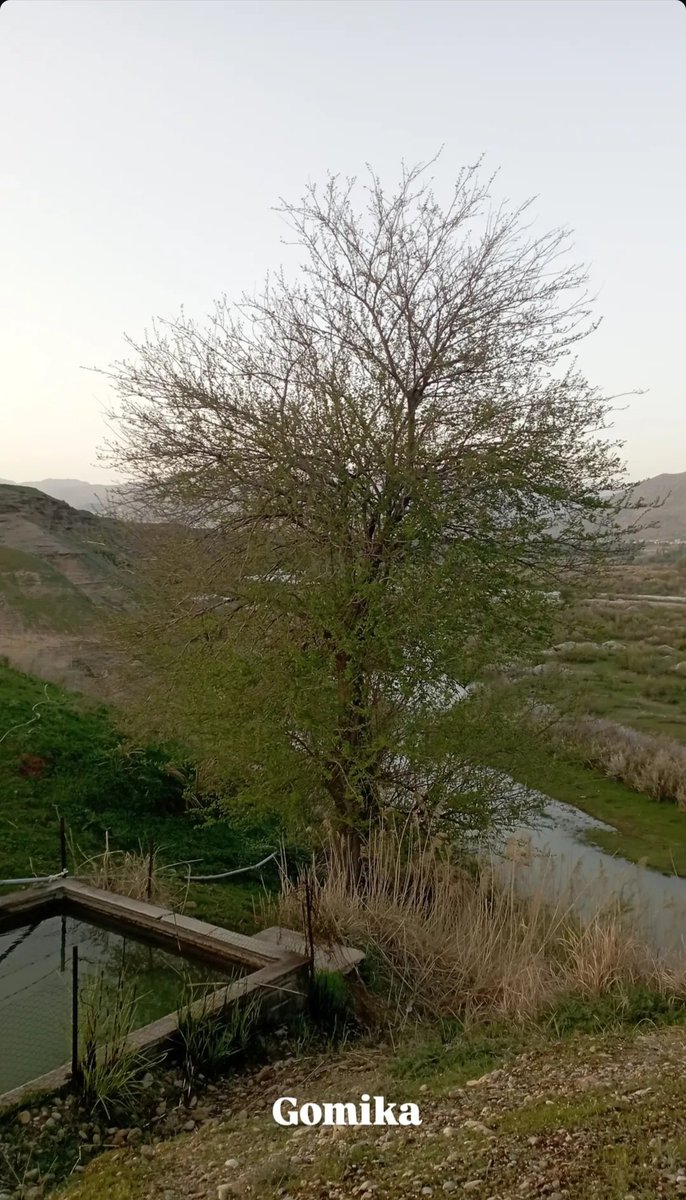 Mlfer3's tweet image. Çocukken, küçük, gördüğümüz köy 
 Büyüyüp te dünyayı, tanıdığımız'da  o,küçümsediğimiz.. 
Doğduğumuz ve büyüdügümüz, yer ve topraklar, oysa  nasıl bir ders ile hayat üniversitesimiş.##Kumlupinar##Gomike