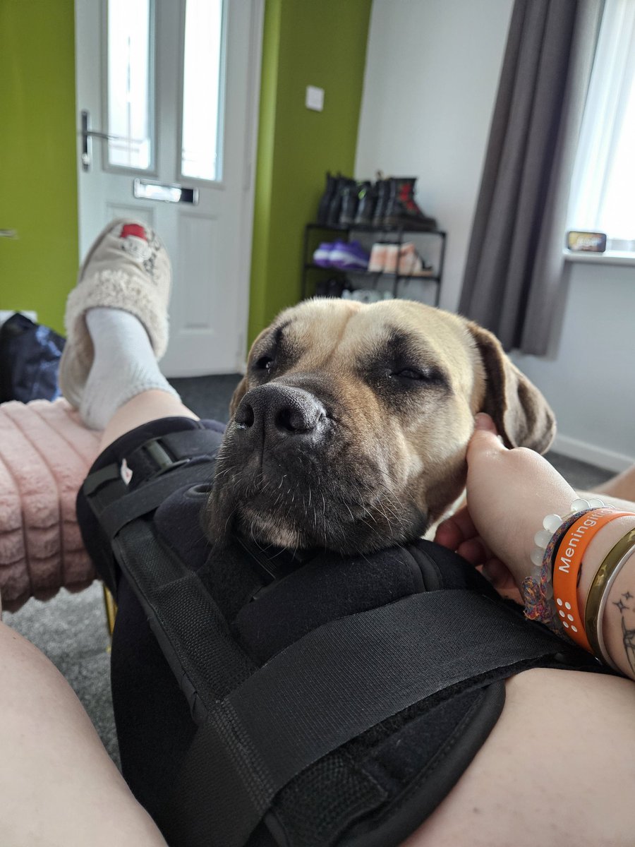 9 years after dislocating my left knee, the other one has finally decided it wasn't strong enough to sustain a certain Aura who barged into the back of my leg after getting spooked by something on a walk. She does appear very apologetic though, I guess I can forgive her 🥺