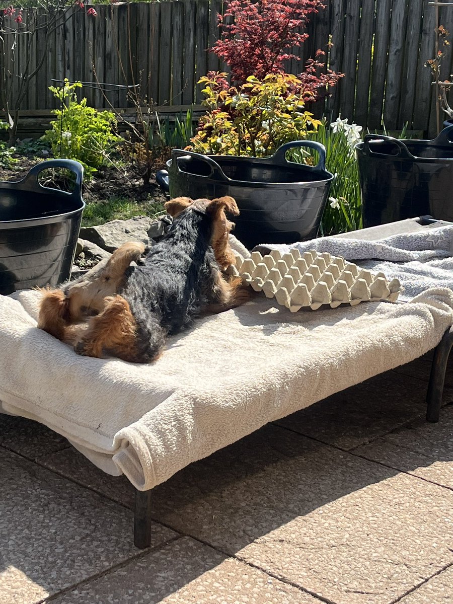 Bolhaus Terriers tweet media