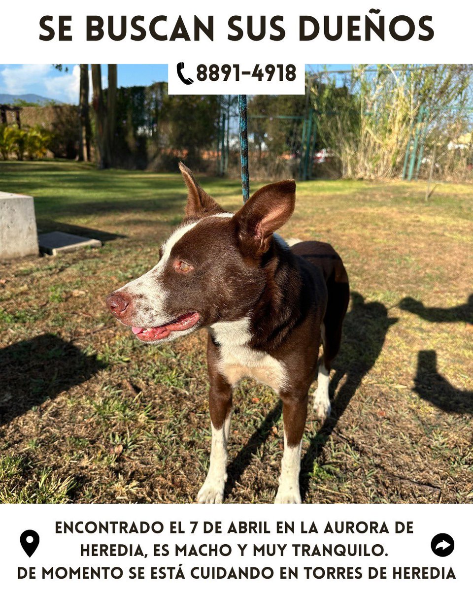 Compartan!! Estamos buscando a los dueños de este perrito en Heredia
