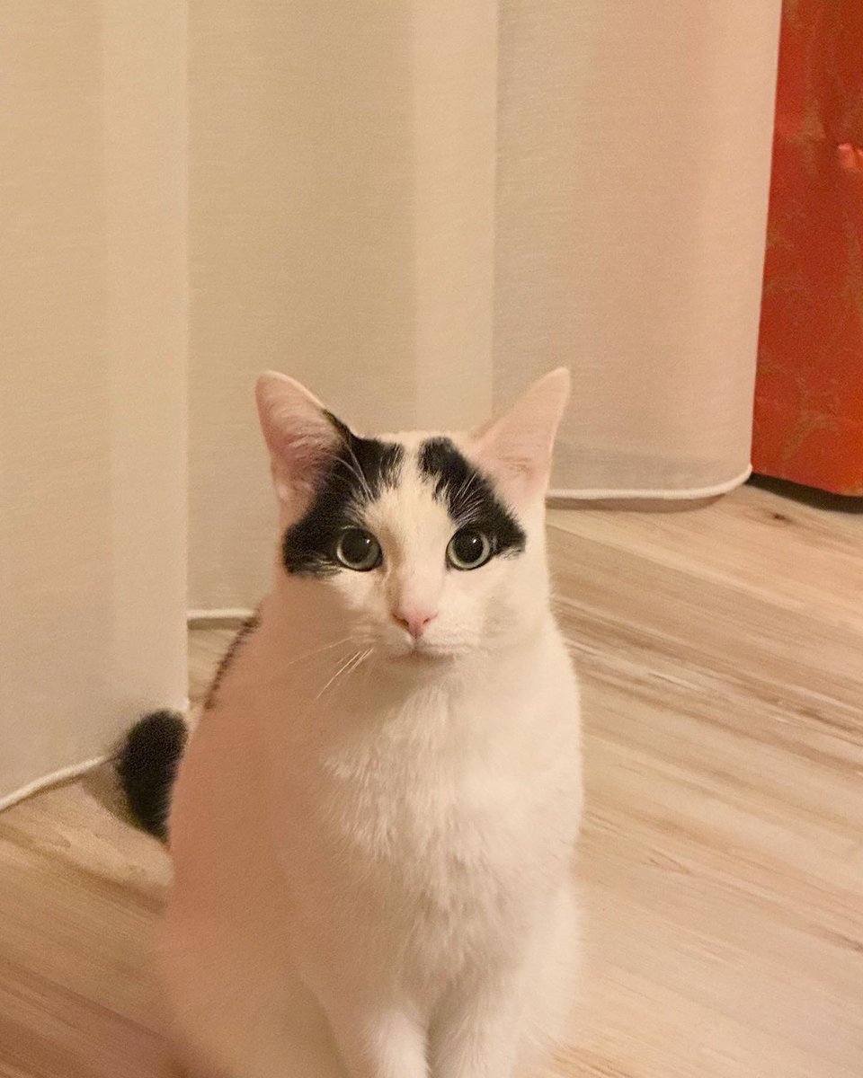 ranikumala's tweet photo. @Kinky_Winky31 Pascal 🐱 https://t.co/JTlATxED8g