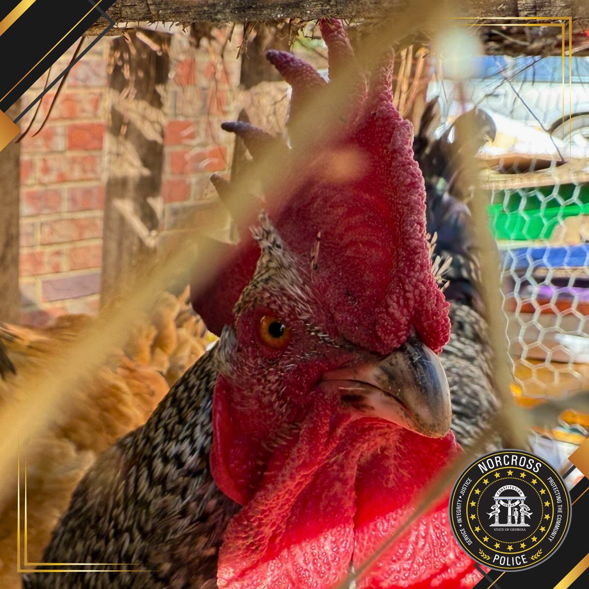 NorcrossPD's tweet photo. ๐Friendly Reminder from the Norcross Police Department: No Roosters Allowed ๐
While we can appreciate theirโฆ bold personalities, roosters are not permitted in the city.
#Rooster #chicken #Norcrosspd #publicsafety #viral #funnymemes #codeenforcement #lawenforcement #police https://t.co/NGmCzAwVmk