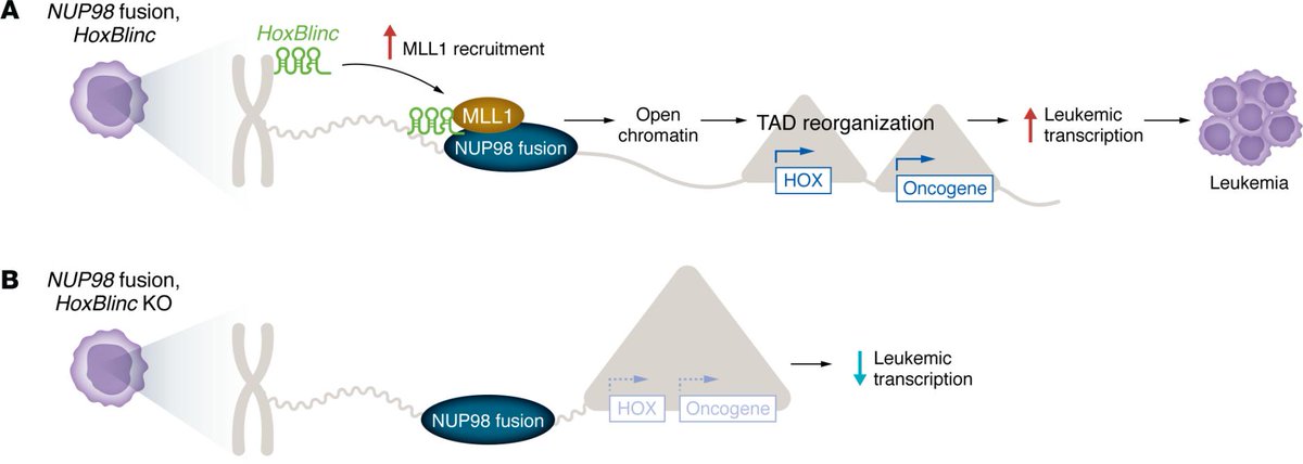 HoxBlinc: A key driver of chromatin dynamics in NUP98 fusion-driven leukemia: jci.org/articles/view/… 

Jian Xu &amp; <a href="/WeiDu_HSC/">WeiDu</a> <a href="/UPMCHillmanCC/">UPMC Hillman Cancer Center</a> provide a Commentary on Karina Hamamoto et al. (jci.org/articles/view/…)
