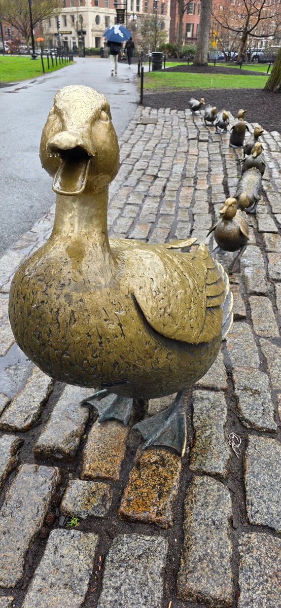 OnlyInBOS's tweet photo. On this day in 1941, Robert McCloskey's beloved children's book 'Make Way for Ducklings' was first published, chronicling the journey of mallard parents Mr. and Mrs. Mallard and their eight ducklings through Boston's streets to their new home in the Public Garden.

💛 https://t.co/wrlBOdyBpk