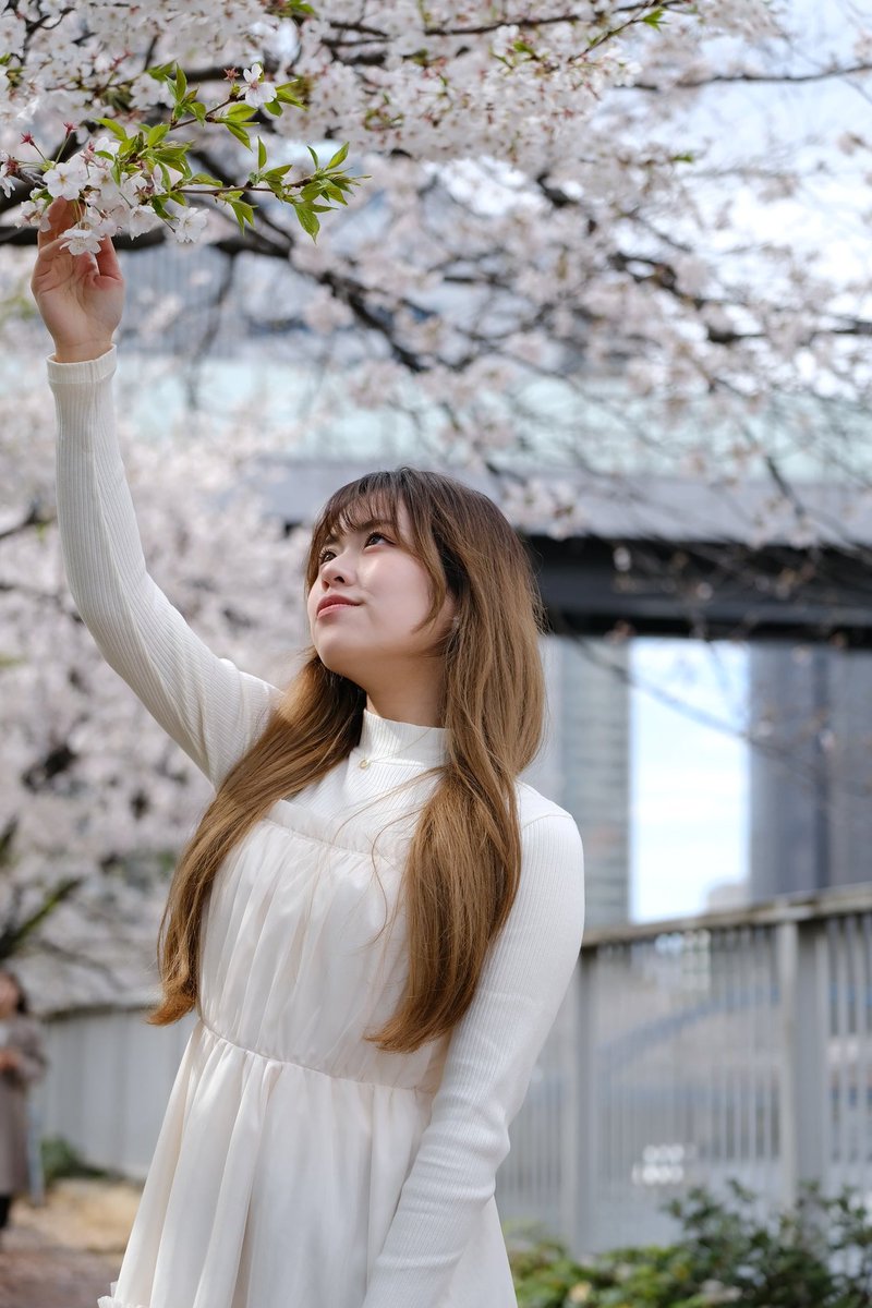 yosshy0115's tweet photo. 2025/04
model : レイナさん④　大崎エリア
桜の花びら 風の中に舞う
ひとひら散るたび 紅さす頬よ
憂いの君 姿追い 風光る空の向こう
花散り散るよ たまゆらに
[yu-yu / 桜唄]
@or098463
#レイナ さん
#ODAIBA撮影会
@ODAIBASTAFF
#ポートレート写真
#ポートレート好きな人と繫がりたい https://t.co/Rm7UdnwjgK