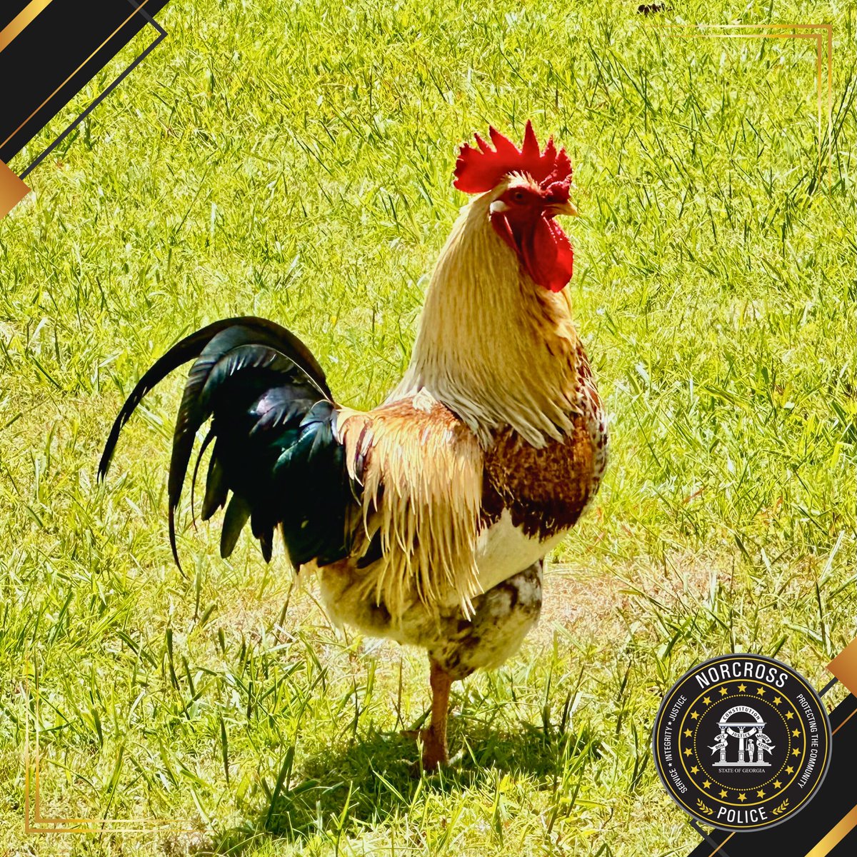 NorcrossPD's tweet photo. ๐Friendly Reminder from the Norcross Police Department: No Roosters Allowed ๐
While we can appreciate theirโฆ bold personalities, roosters are not permitted in the city.
#Rooster #chicken #Norcrosspd #publicsafety #viral #funnymemes #codeenforcement #lawenforcement #police https://t.co/NGmCzAwVmk