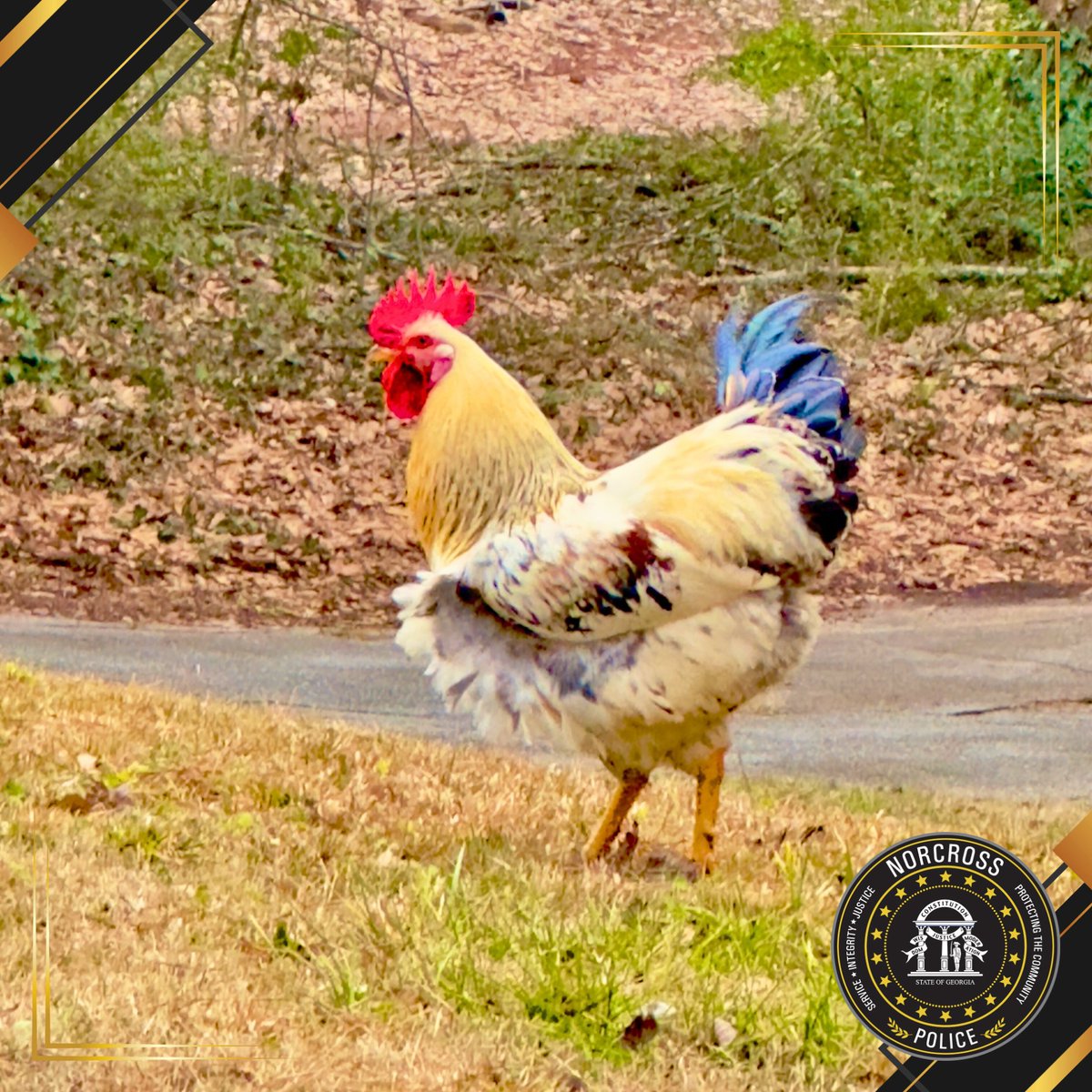 NorcrossPD's tweet photo. ๐Friendly Reminder from the Norcross Police Department: No Roosters Allowed ๐
While we can appreciate theirโฆ bold personalities, roosters are not permitted in the city.
#Rooster #chicken #Norcrosspd #publicsafety #viral #funnymemes #codeenforcement #lawenforcement #police https://t.co/NGmCzAwVmk