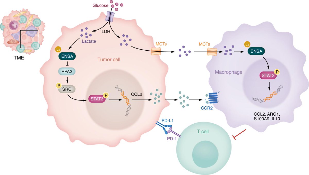Targeting lactylation and the STAT3/CCL2 axis to overcome immunotherapy resistance in pancreatic ductal adenocarcinoma: jci.org/articles/view/…

<a href="/MinLipancreas/">Min Li</a> &amp; team <a href="/OUCollegeofMed/">OU College of Medicine</a> provide a Commentary on Kang Sun et al. (jci.org/articles/view/…)