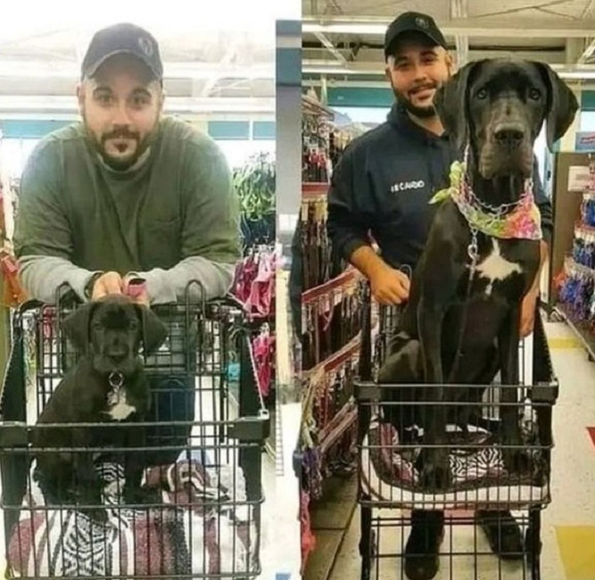 The Dalbo Dog tweet media