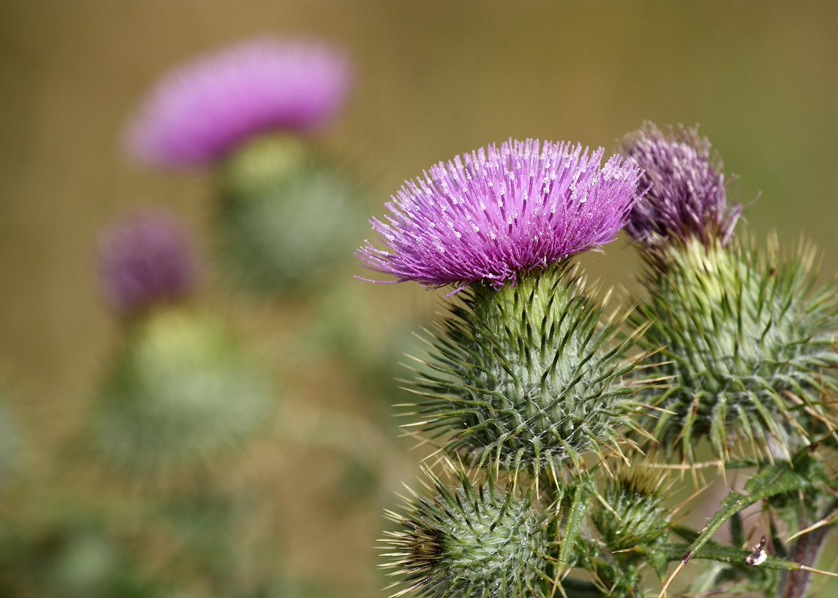 @Scotland tweet media