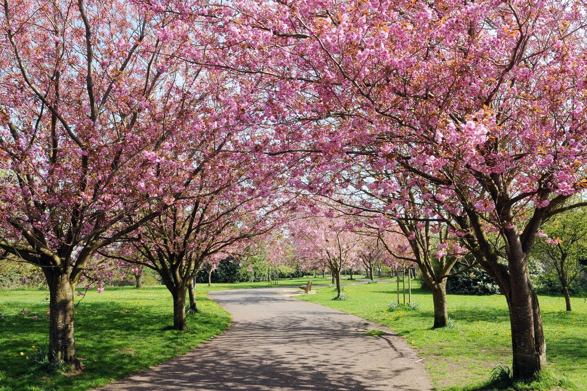 🌸 Redbridge has been recognised as one of the best places in London for cherry blossom, with 920 cherry trees in Valentines Park and surrounding roads!

Our commitment to public green spaces means 9 green flag parks, a doubled Fairlop Waters + much more.

bit.ly/4co8bQD