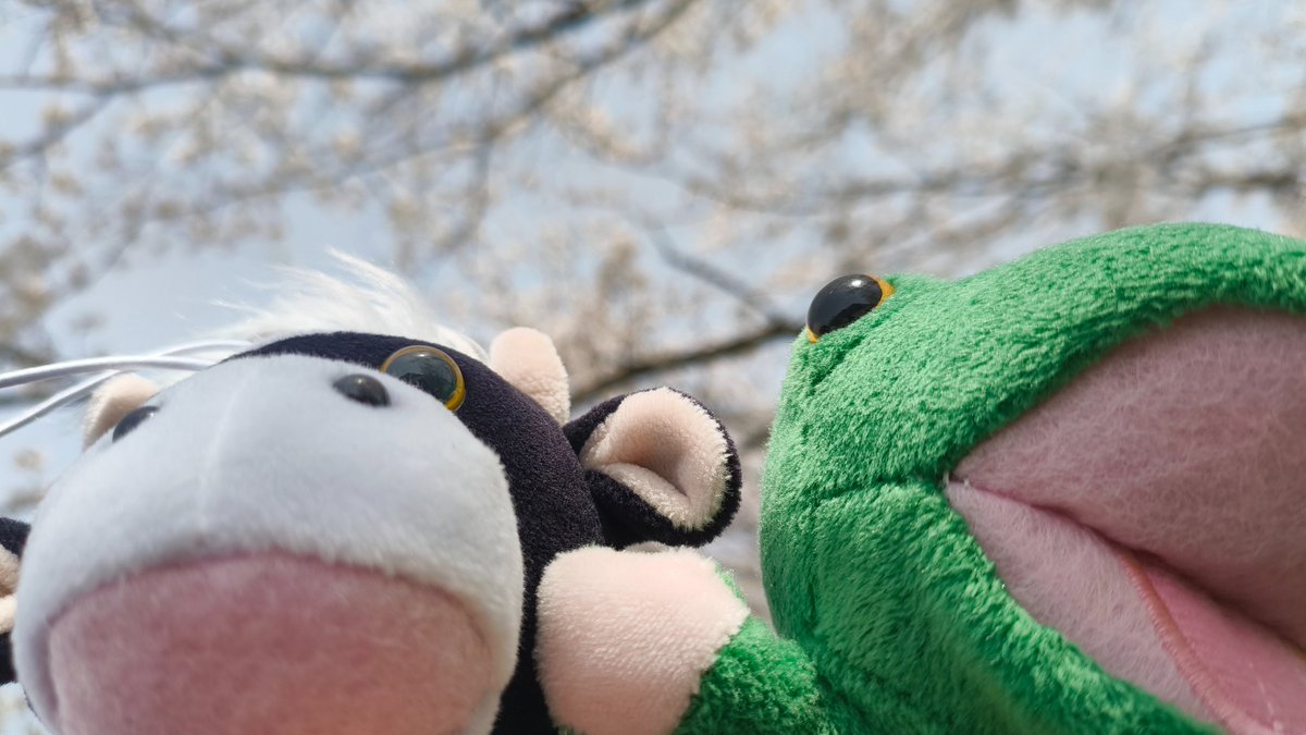 tail03's tweet photo. この間の休日に1人ドライブ花見。
次の休暇まで持つかなぁ?

あっ!パペさん、見てる〜👋

#花見 
#パペットマペット
#うしくん
#カエルくん https://t.co/1Ycb0DOfR2