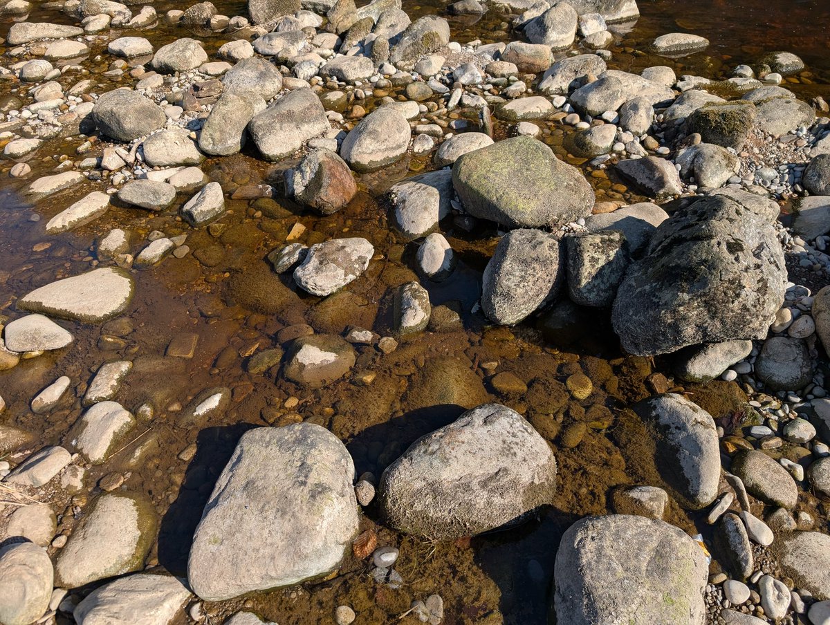 jonathanwturpin's tweet photo. Toad spawn in the River Wharfe at Bolton Abbey 8/4/25 #spawnsurvey https://t.co/rnZ3OoLCFq