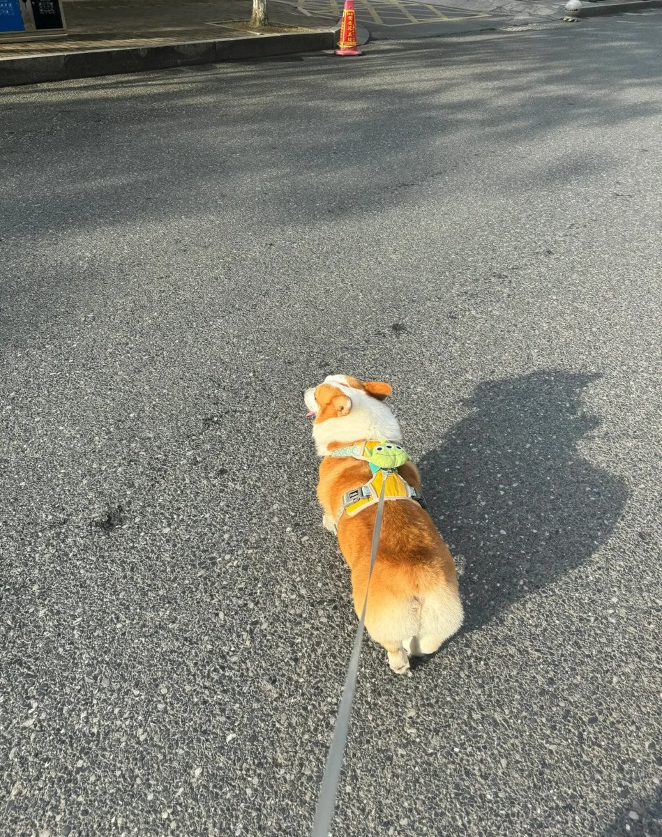 下午没什么事，跟朋友一起出来遛狗

这柯基好听话呀