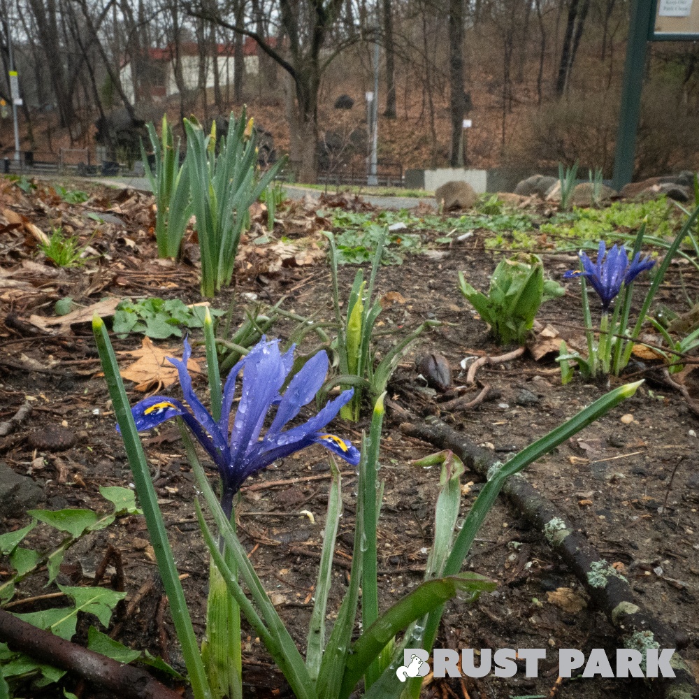 BrustParkBronx's tweet photo. Crocus Pocus! 💜✨ Just like magic, the crocuses are popping up all over Brust Park, casting a spell of color and hope for spring! Come see these little bursts of purple and yellow before they disappear.

#BrustPark #RiverdaleNY #SpringMagic #NYCParks #FriendsOfBrustPark https://t.co/vTFSH9Wkl6